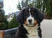 Bernese Mountain Dog