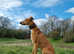 Beautiful saluki x greyhound looking for his forever home