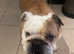 Loving home needed for our English bulldog, £50.