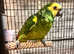 Beautiful blue fronted Amazon parrot