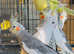 Stunning baby conure parrot