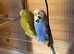 Pair of budgies and cage
