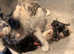 Maine coon kittens
