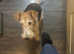 Female Fox Terrier