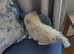 Persian x Ragdoll Kittens for sale