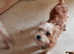 One lovely pup male needs home