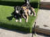 Saluki collie greyhound puppies