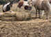 Marley registered mini Shetland