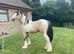 Hermits Spectacular Rival , Stunning Buckskin & White yearling cob colt