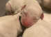 8 beautiful puppies