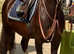 Welsh C x filly Hillgarth bred