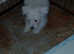 Westie puppies ready now