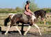 Beautiful project kwpn mare