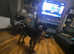 Darcy female dog