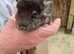 Medium ebony male chinchilla