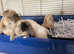Mini lops