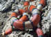 Stuarts Milk Snake at Birmingham Reptiles