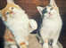 Lovely Ginger Calico Kittens READY FOR A NEW HOME NOW !!!