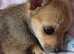 Pomchi 9 weeks old for sale.