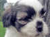 Lhasa apso puppies