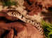 GARTER SNAKE