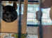 Rehomiming 3 chinchillas