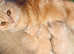 2 gorgeous rare tiny rug hugger munchkin kittens