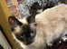 RAGDOLL MIX MALE KITTEN READY NOW