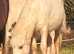 Alwyn -  Yearling Palomino Section A X Cob Gelding