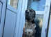 Stunning Merle mastiff