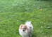 Gorgeous fluffy Pomeranian with rare coloring !!!