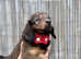 Long hair miniature dachshunds for sale