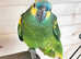 Stunning young Amazon parrot