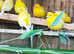 Yellow canaries