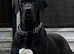 GREAT DANE GIRL. ( KC REG )