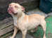 American bully