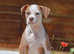 EXCEPTIONAL RATED - 5 STAR LICENSED REGISTERED BREEDER, Old tyme bulldog, Olde English bulldog, bulldog,