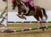 OFFERS invited !14.1 bombproof mare