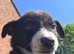 Working line collie/welsheepdog puppies