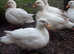 QUALITY CALL DUCK HATCHING EGGS AVAILABLE £3 EACH