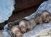 Miniature dachshund puppies