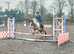 Highland cross cob gelding