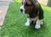 Beagle puppy male