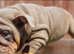 Reduced Price For An Outstanding  Rare Colour English Bulldog Puppies
