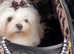Korean maltese boy