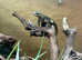 Eggstraordinary Offers for Easter - This Pair of Blue Spiny Swifts