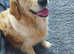 Golden Retriever female