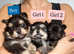 Gorgeous Pomchi Puppies : ALL PUPPIES SOLD