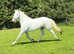 Irish Draught X Connemara Filly