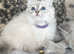 Beautiful Pedigree GCCF Ragdoll Kittens.
